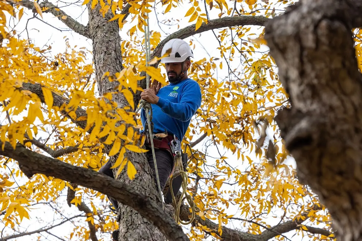 Skilled Tree Planing crew working in Elkton
